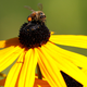 Illustration for article titled EU Bans Controversial Pesticide in the Name of Bees